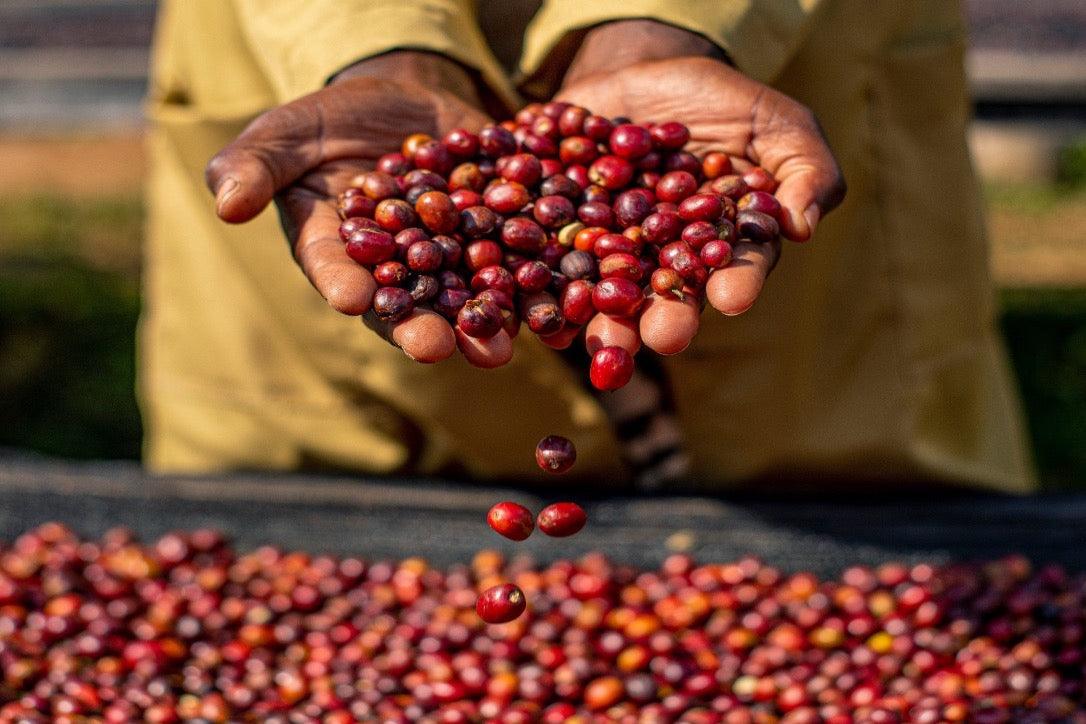 CAFFÈROS - Ruanda - CAFFÈROS